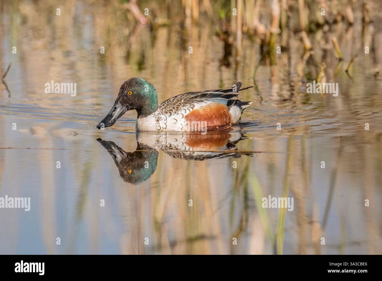 Löffelente Ente Stockfoto