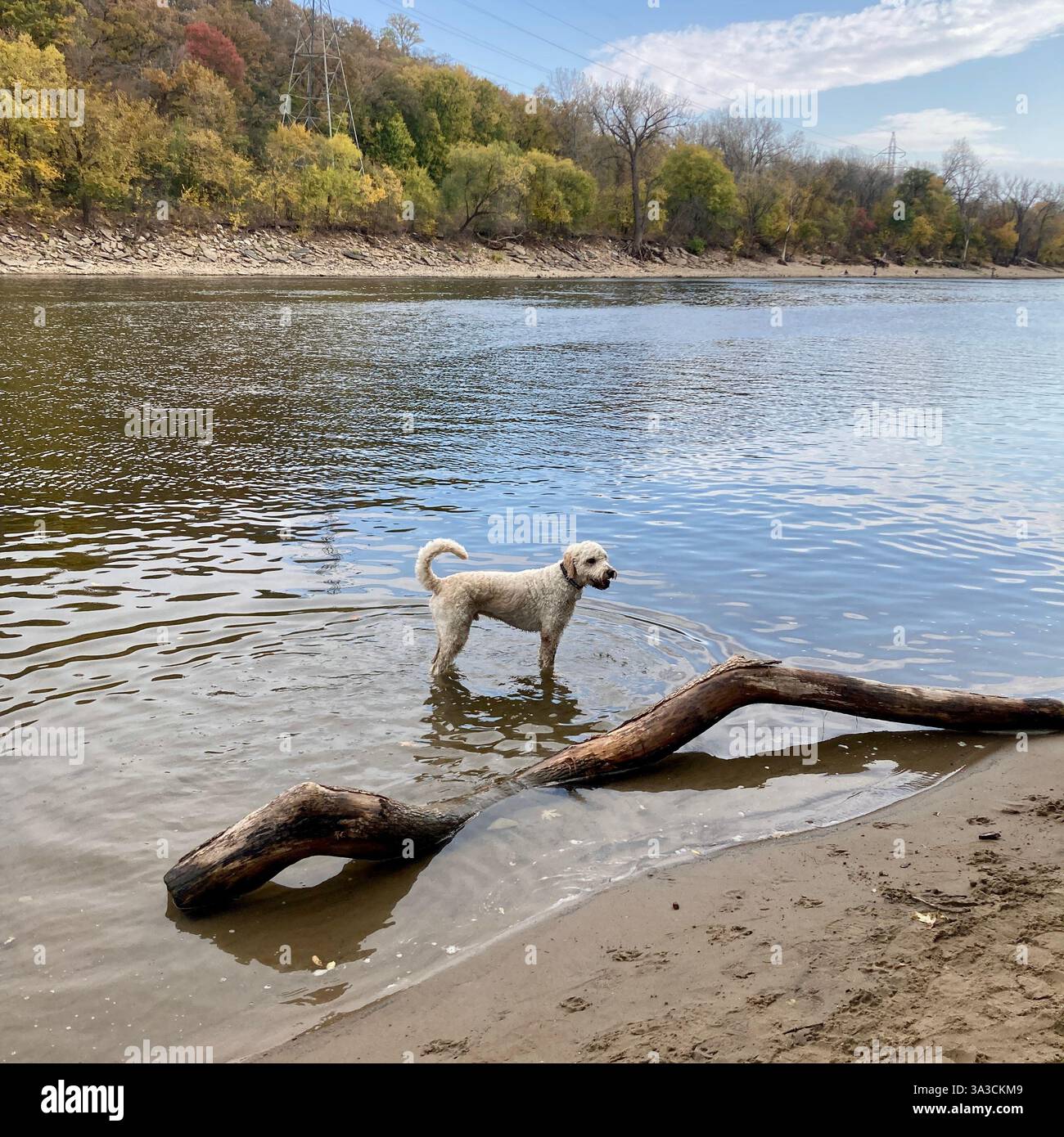 Ein Goldendoodle steht im Mississippi River in Minneapolis, MN, USA. Stockfoto