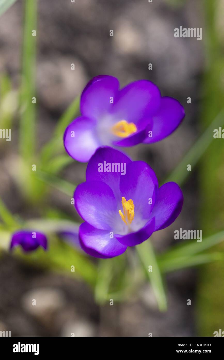 Nahaufnahme von violetten Krokusblüten (Krokus) mit gelber Mitte im Garten, Neunkirchen, Niederösterreich, Österreich, Europa Stockfoto