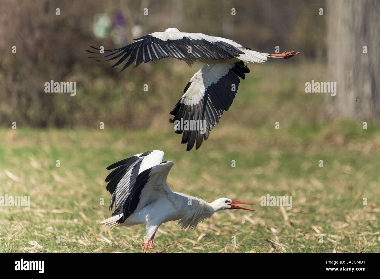 Zwei Störche auf einer Wiese, einer fliegt, der andere am Boden mit offenen Flügeln, Weißstorch (Ciconia ciconia), Wildtiere, Deutschland, Europa Stockfoto