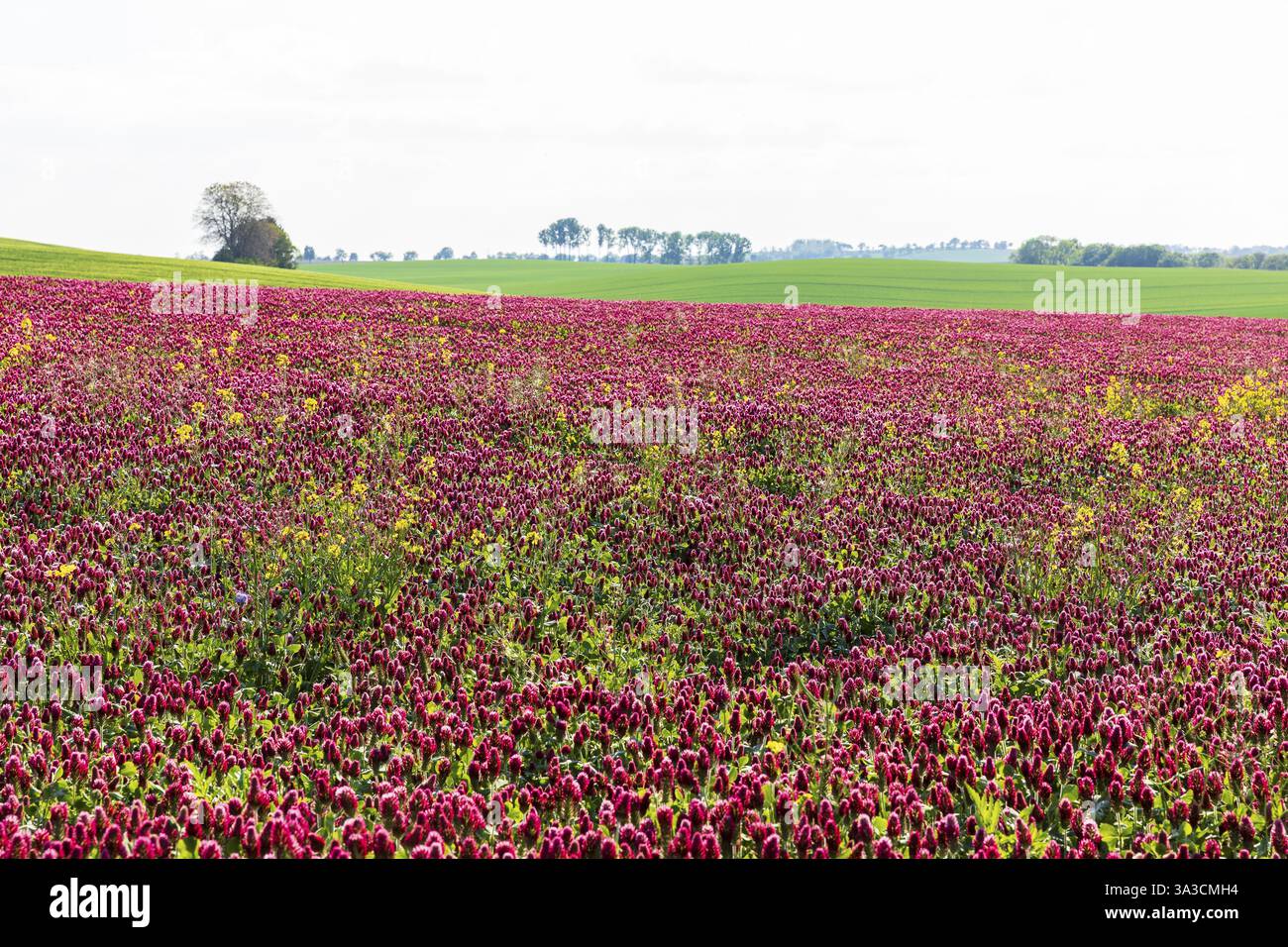Dunkelrote Blüten des inkarnierten Klees (Trifolium incarnatum) auf einem Feld, Sachsen, Deutschland, Europa Stockfoto