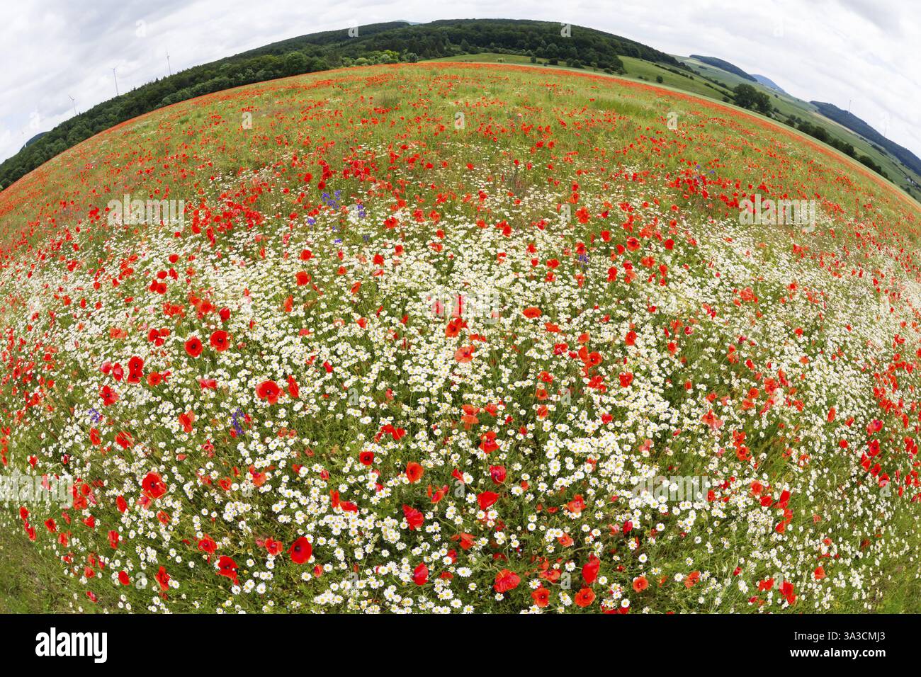 Ein Brachfeld voller blühender Mohnblumen (Papaver rhoeas) und Ochsenaugen-Daisies (Leucanthemum vulgare), erfasst mit einer Fischaugenlinse, Hessen, Deutschland, E Stockfoto