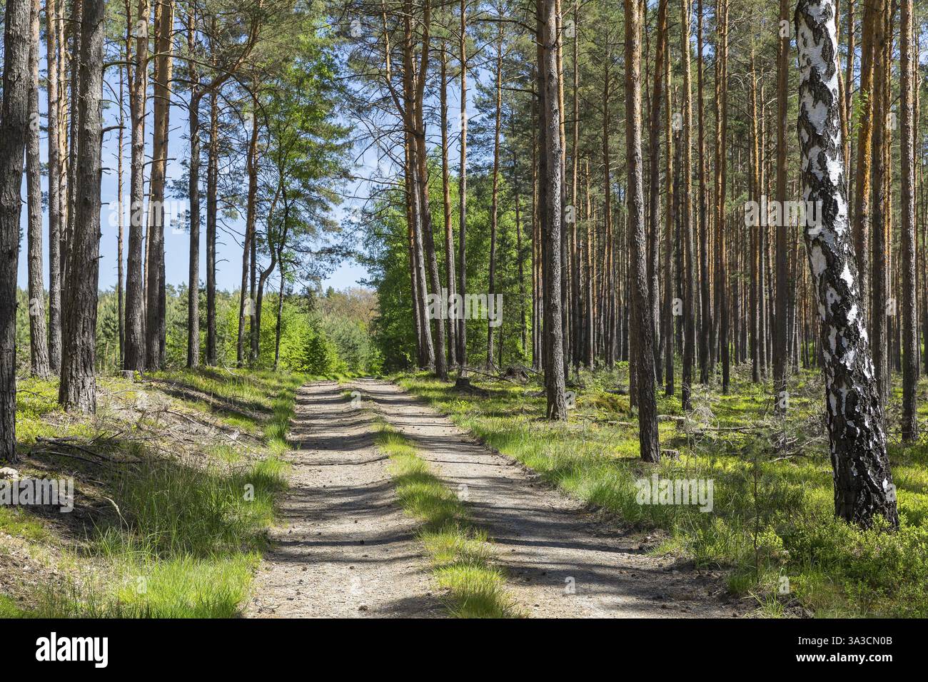 Waldweg bei Schleife, Oberlausitz, Sachsen, Deutschland, Europa Stockfoto