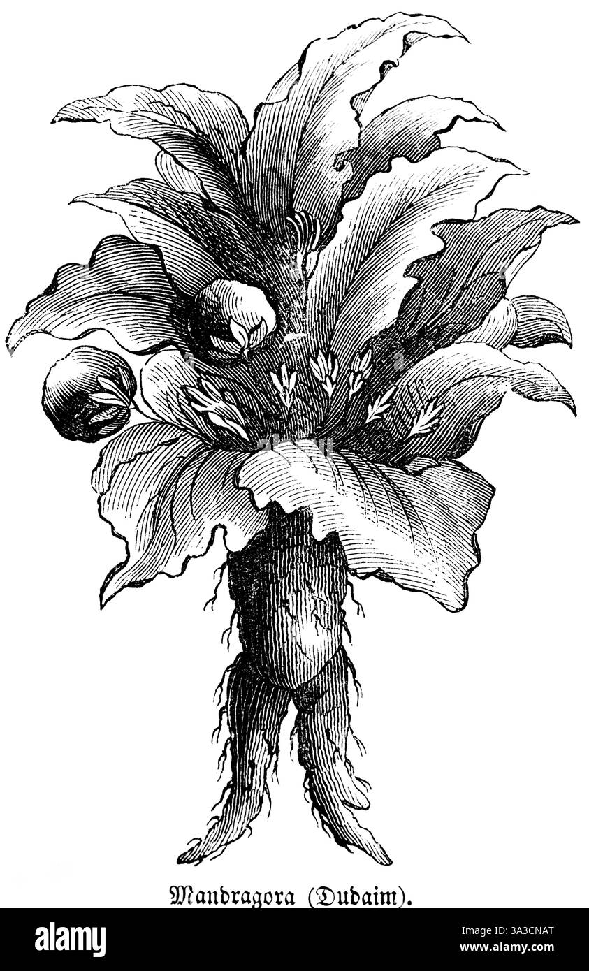 Altraune (Mandragora officinarum) giftige medizinische, rituelle und in der Antike magische Pflanze, Wurzel mit menschlicher Form, Früchte, Blätter, Blumen, GE Stockfoto