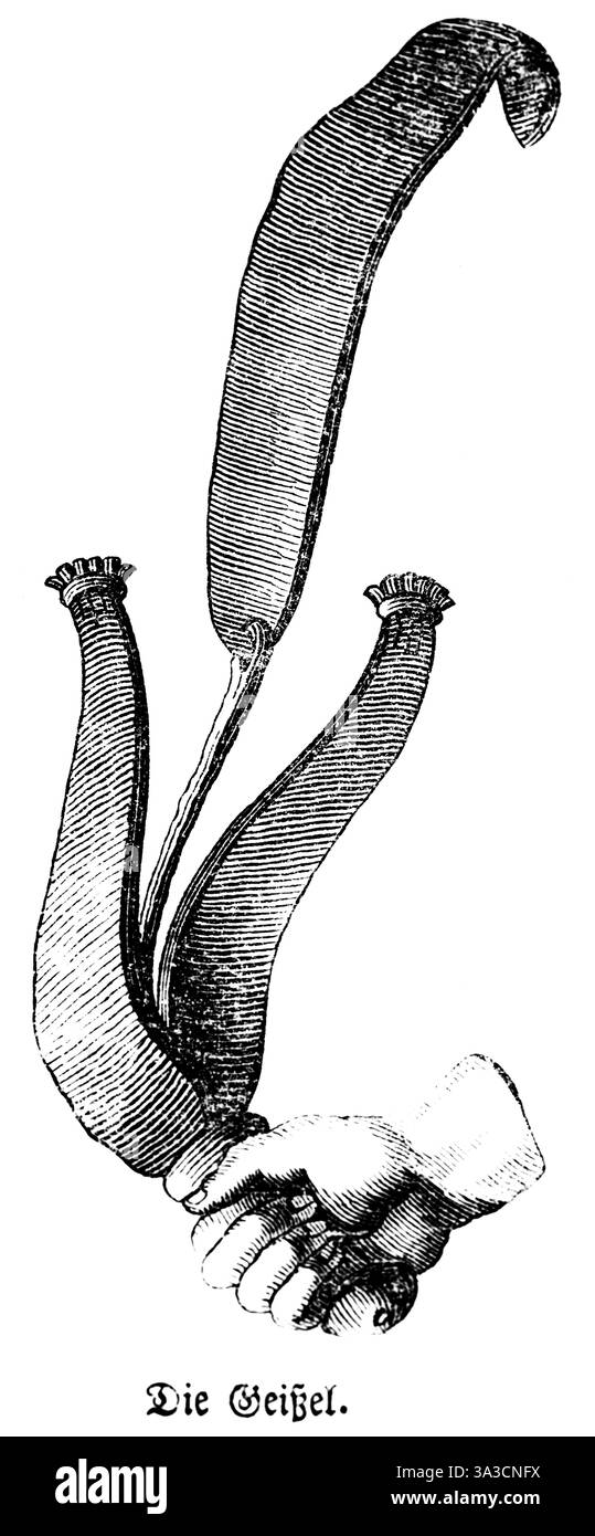 Die Geißel, Peitsche aus Lederriemen mit Eisen an den Enden, Bestrafung für peinliche Untersuchungen, Geißelung, Züchtigung von Brechern, Hand Stockfoto