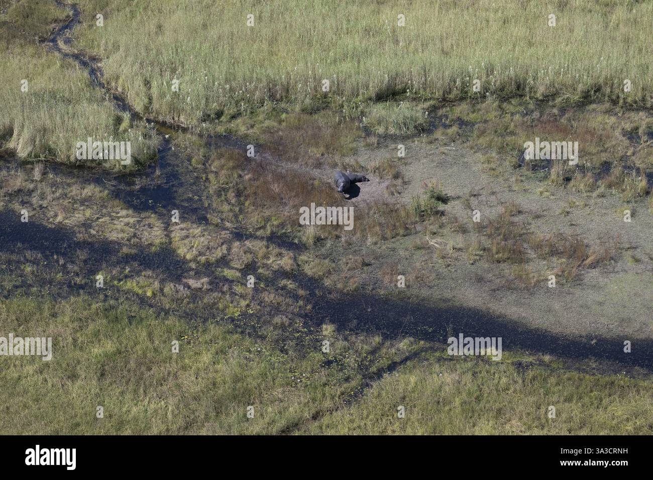 Flusspferde im Okawango Delta Panhandle, Okawango, Luftaufnahme, Botswana, Afrika Stockfoto