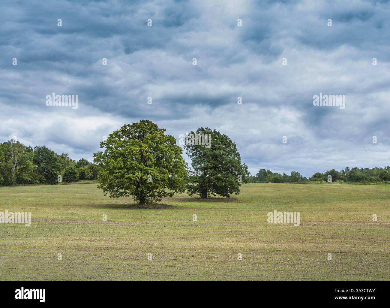 Zwei große Bäume auf leerem Feld im Wald Stockfoto