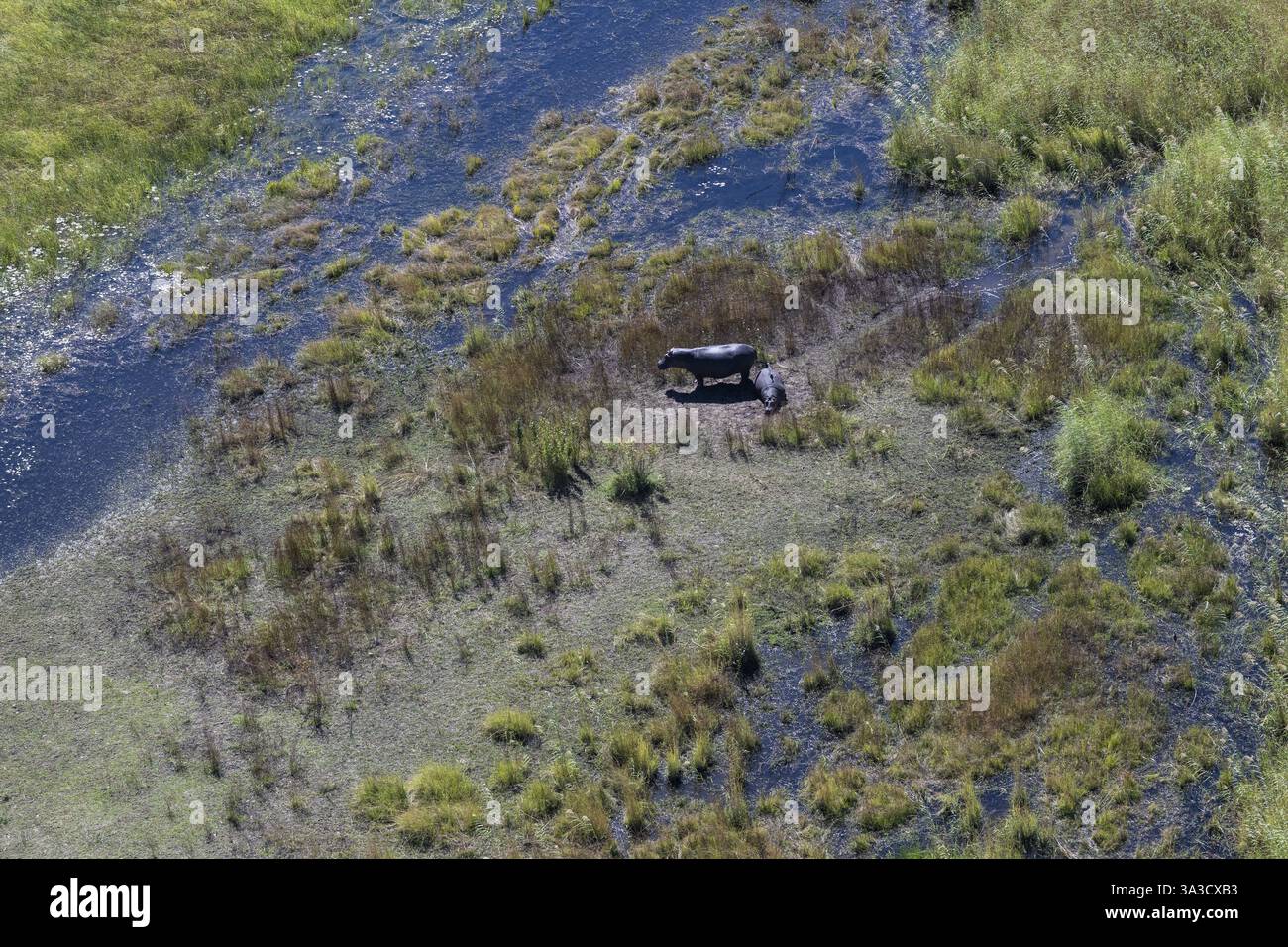 Flusspferde im Okawango Delta Panhandle, Okawango, Luftaufnahme, Botswana, Afrika Stockfoto