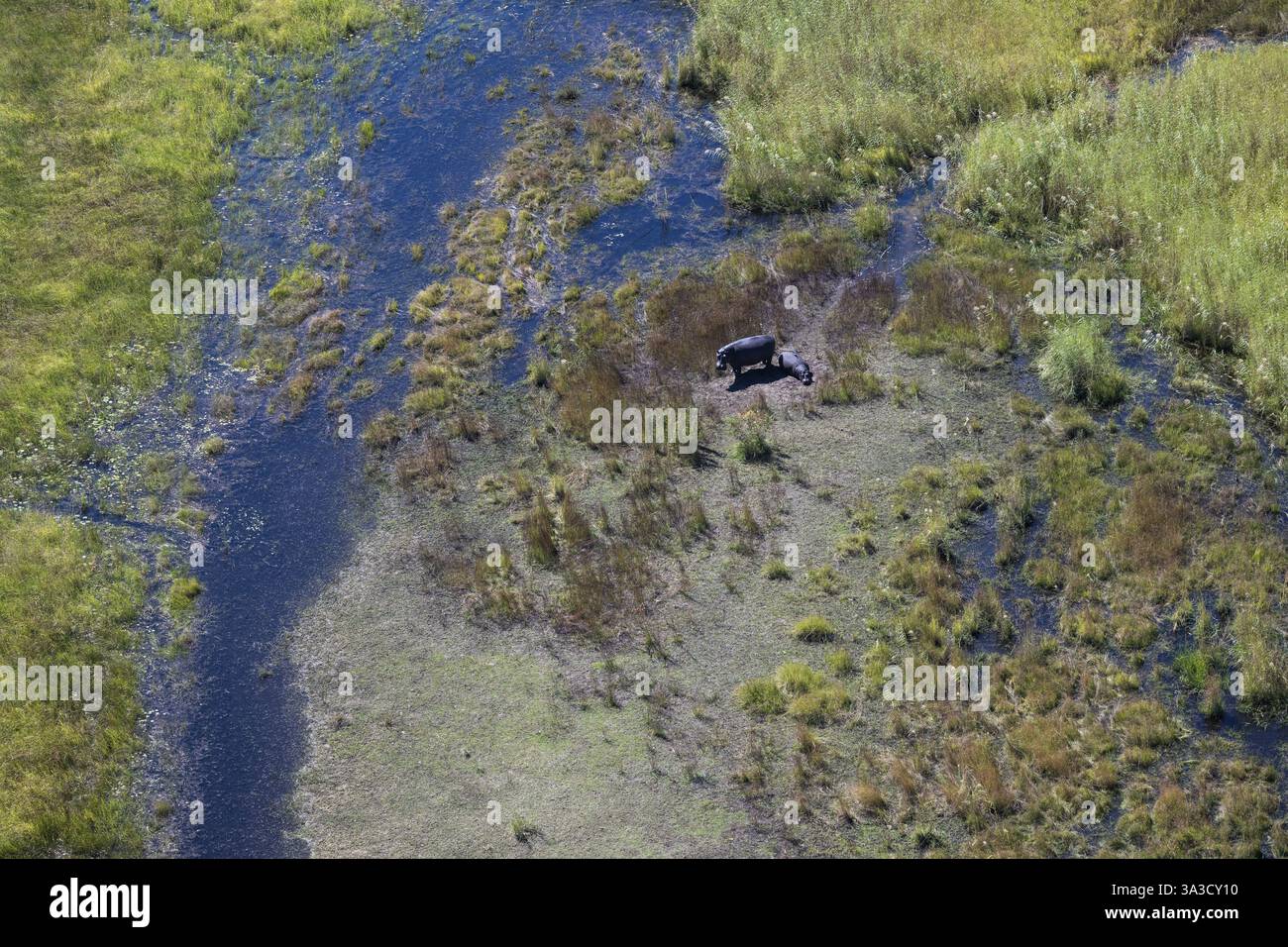Flusspferde im Okawango Delta Panhandle, Okawango, Luftaufnahme, Botswana, Afrika Stockfoto