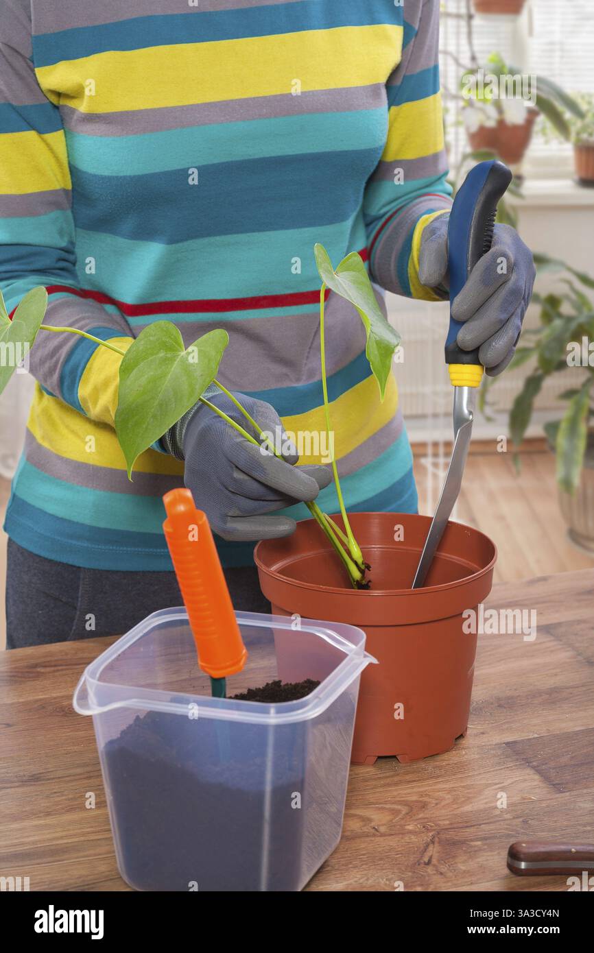 Ganz aus nächster Nähe auf das Umfüllen von Flovers Stockfoto