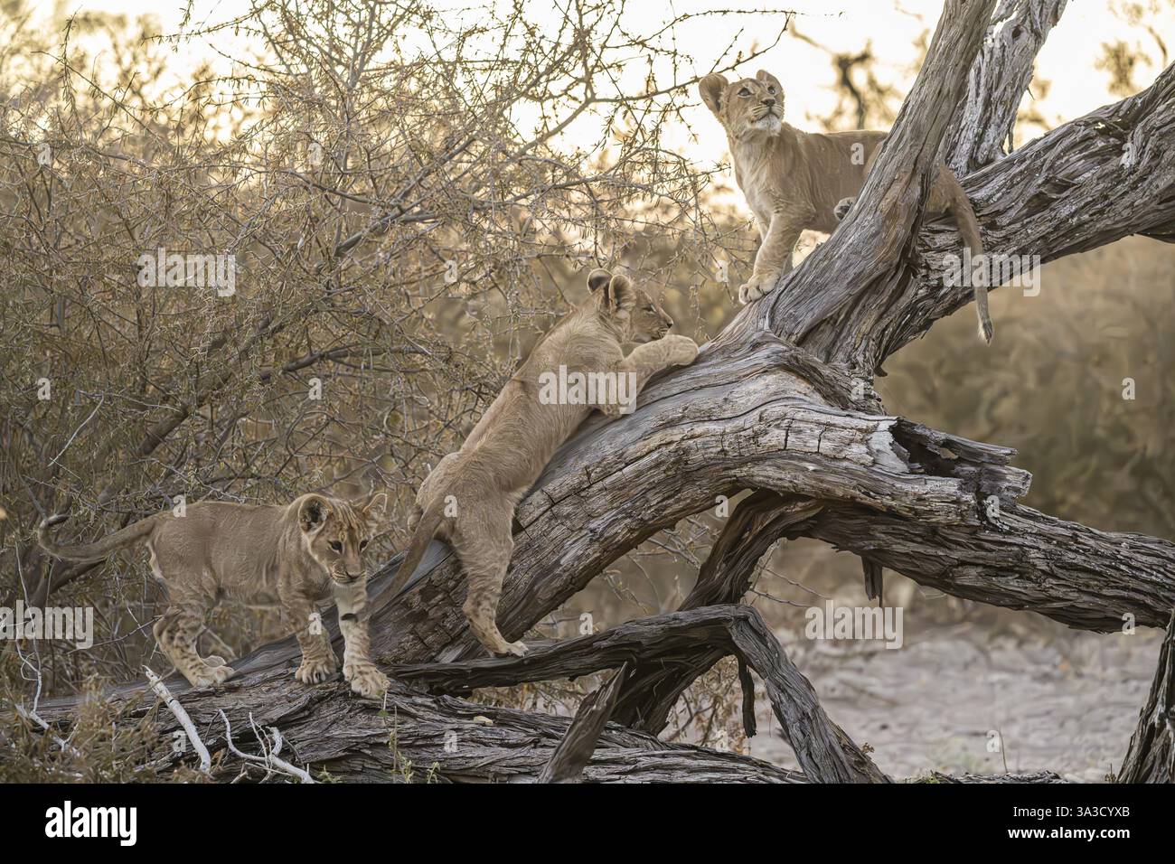 Löwenjungen (Panthera leo juvenil) klettern auf einem trockenen Baumstamm, Hyena Pan privates Wildreservat, Khwai River Gebiet, Okavango Delta, Maun, Botswana, Afrika Stockfoto