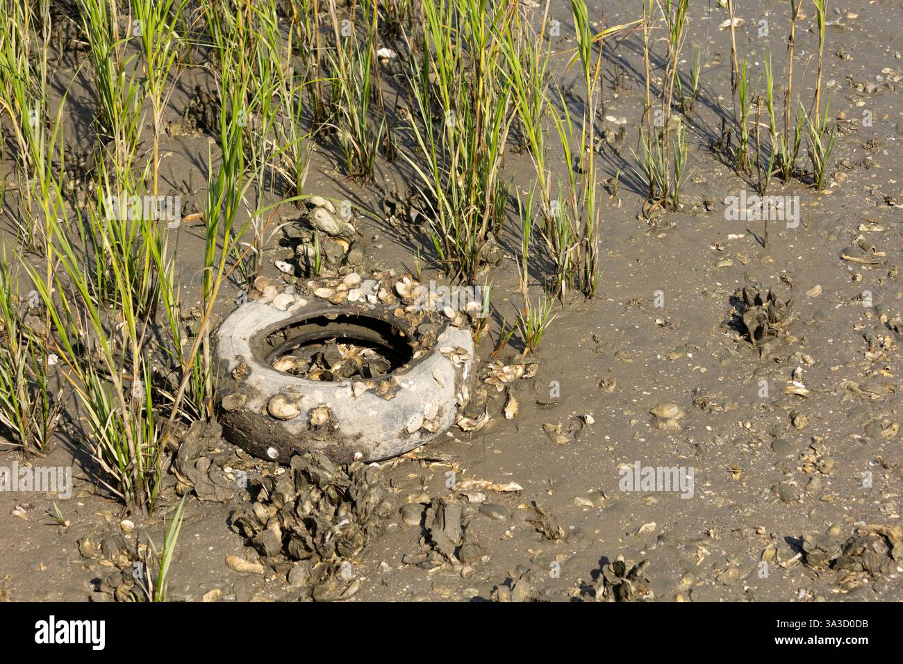 Eine Gruppe von Austern, die an einem sonnigen Tag an der Oberfläche eines alten Automobilgummireifens zwischen Cordgras und Schlamm in einer Salzwassermündung klammert. Stockfoto