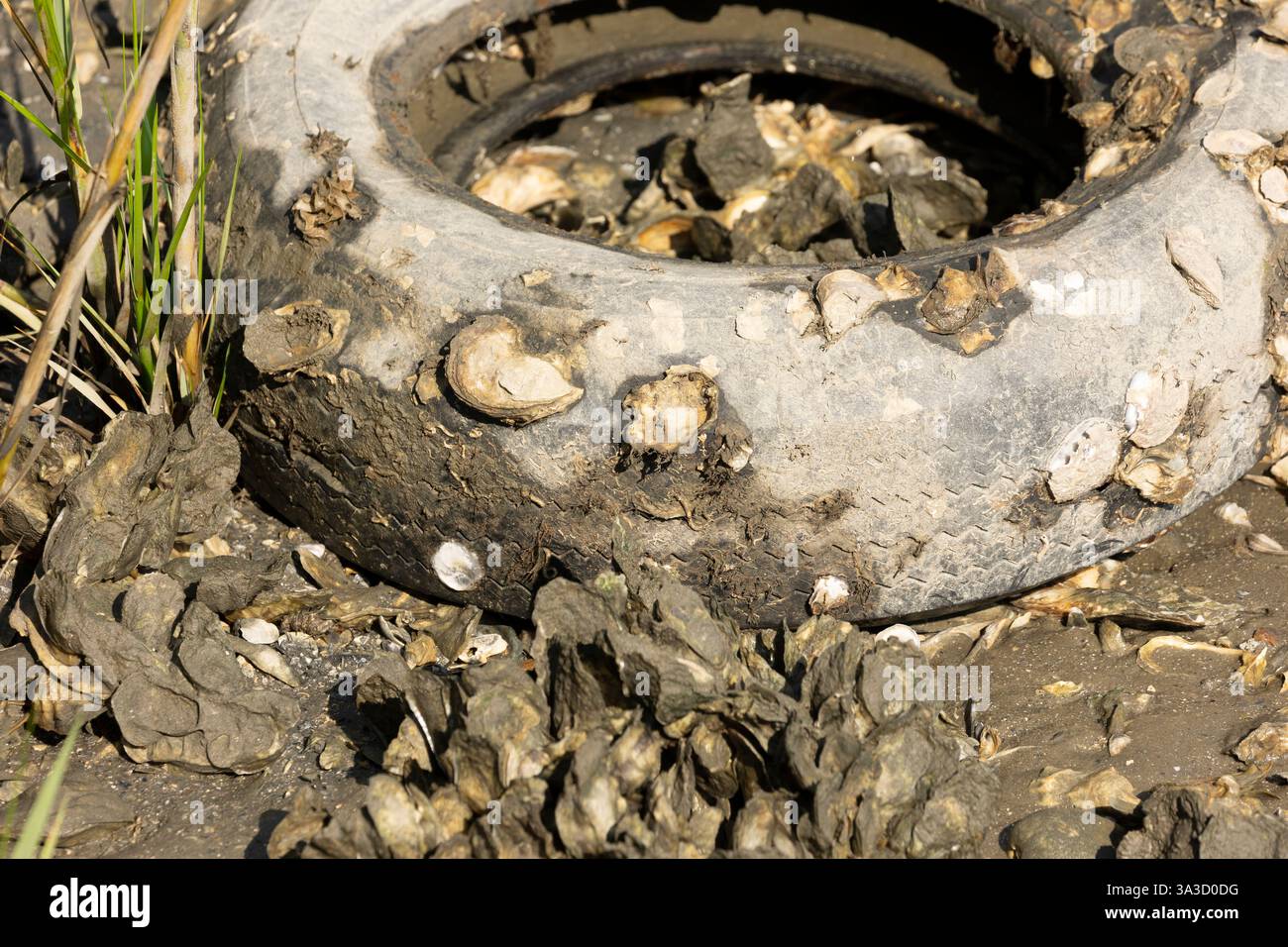 Detaillierte Ansicht einer Gruppe von Austern, die sich an der Oberfläche eines alten Automobilgummireifens zwischen Cordgras und Schlamm in einem Salzwassersumpf festhält. Stockfoto