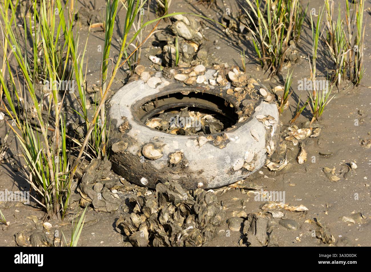 Eine Gruppe von Austern, die sich an der Oberfläche eines alten, weggeworfenen Autoreifens zwischen Cordgras-Pflanzen und Schlamm in einer Salzwassersumpfmündung festhält. Stockfoto