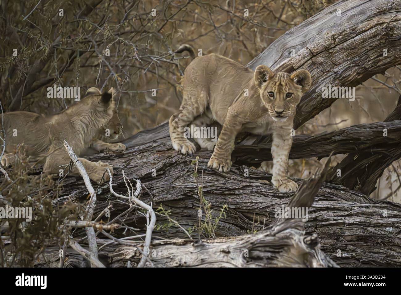 Löwenjungen (Panthera leo juvenil) klettern auf Baumstamm, Hyena Pan privates Wildreservat, Khwai River Gebiet, Okavango Delta, Maun, Botswana, Afrika Stockfoto