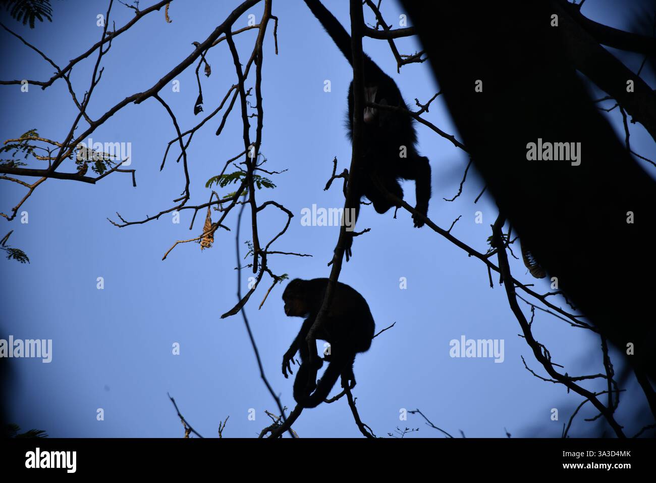 Silhouetten zweier Brüllaffen, die im Dschungel Costa Ricas einen Baum absteigen Stockfoto
