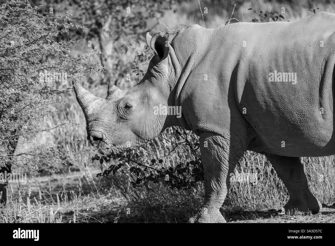 Das Weiße Nashorn (Ceratotherium simum) in Botswana, Afrika Stockfoto