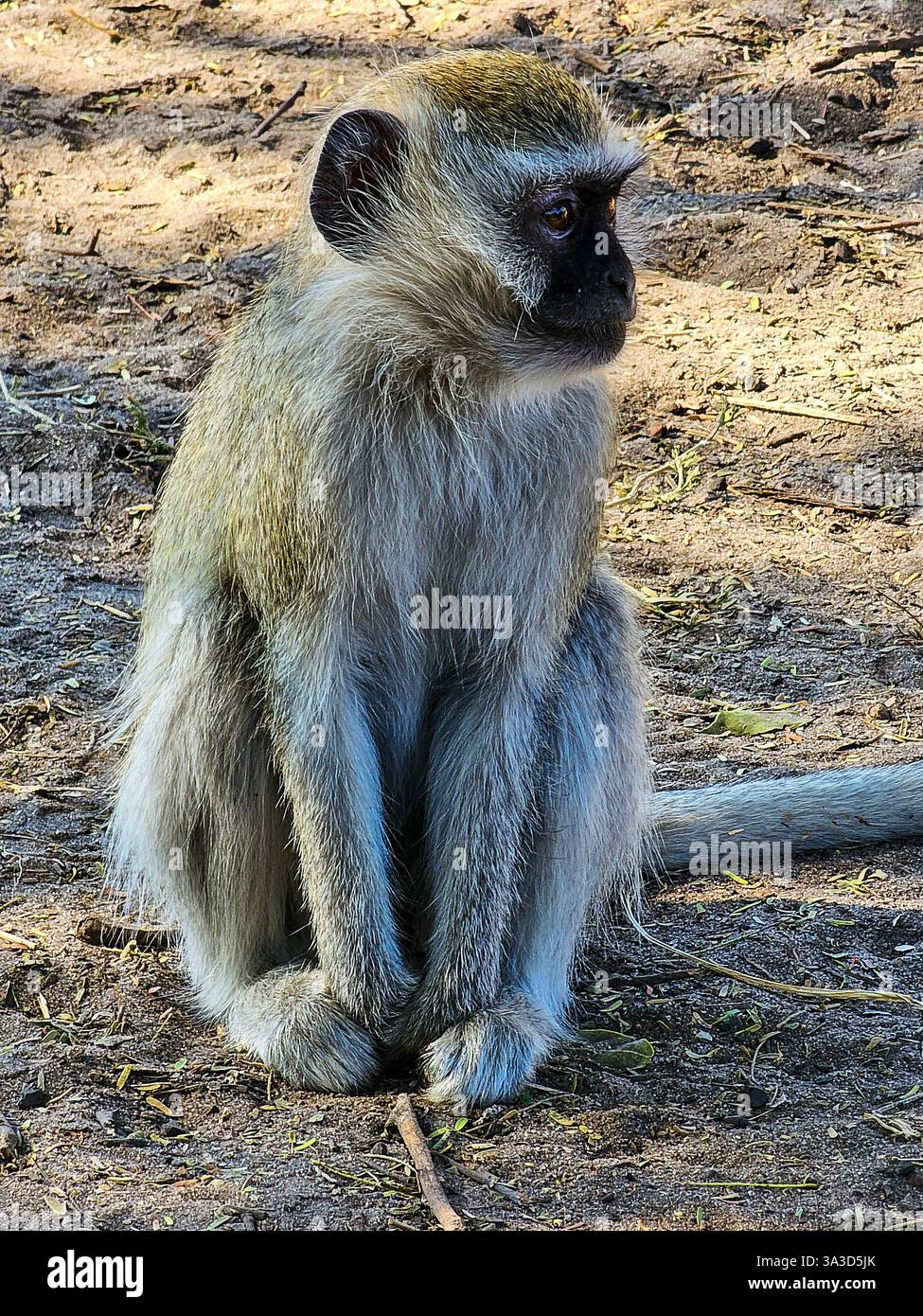 Der Wirbelaffen (Chlorocebus pygerythrus) in Botswana, Afrika Stockfoto