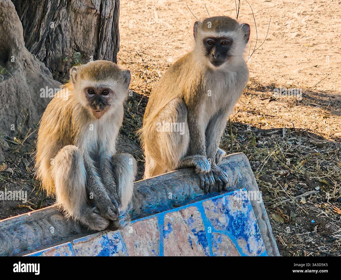 Der Wirbelaffen (Chlorocebus pygerythrus) in Botswana, Afrika Stockfoto