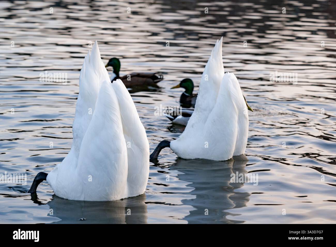 Zwei Schwäne tauchen unter Wasser, während mehrere Enten in der Nähe schwimmen. Das sanfte Licht des Sonnenuntergangs reflektiert die Wasseroberfläche und schafft eine ruhige Atmosphäre Stockfoto