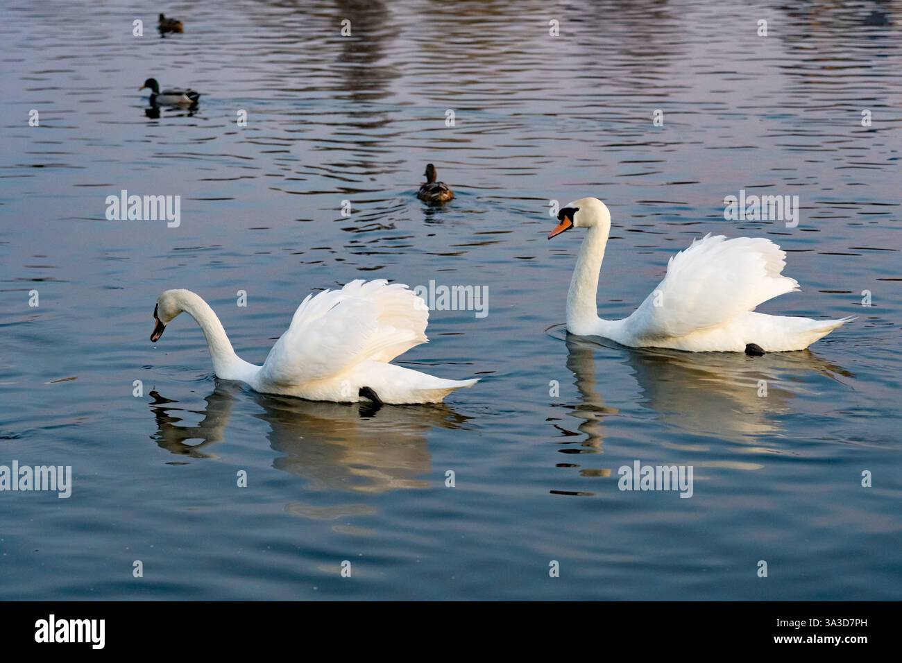 Zwei elegante Schwäne schwimmen ruhig in einem ruhigen Gewässer. Um sie herum sind mehrere Enten, die eine friedliche Atmosphäre in der Abenddämmerung schaffen. Der Sonnenuntergang ca. Stockfoto