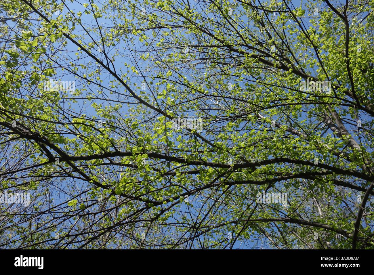 Buchenzweige mit neuen grünen Blättern am blauen Himmel im Frühjahr Stockfoto
