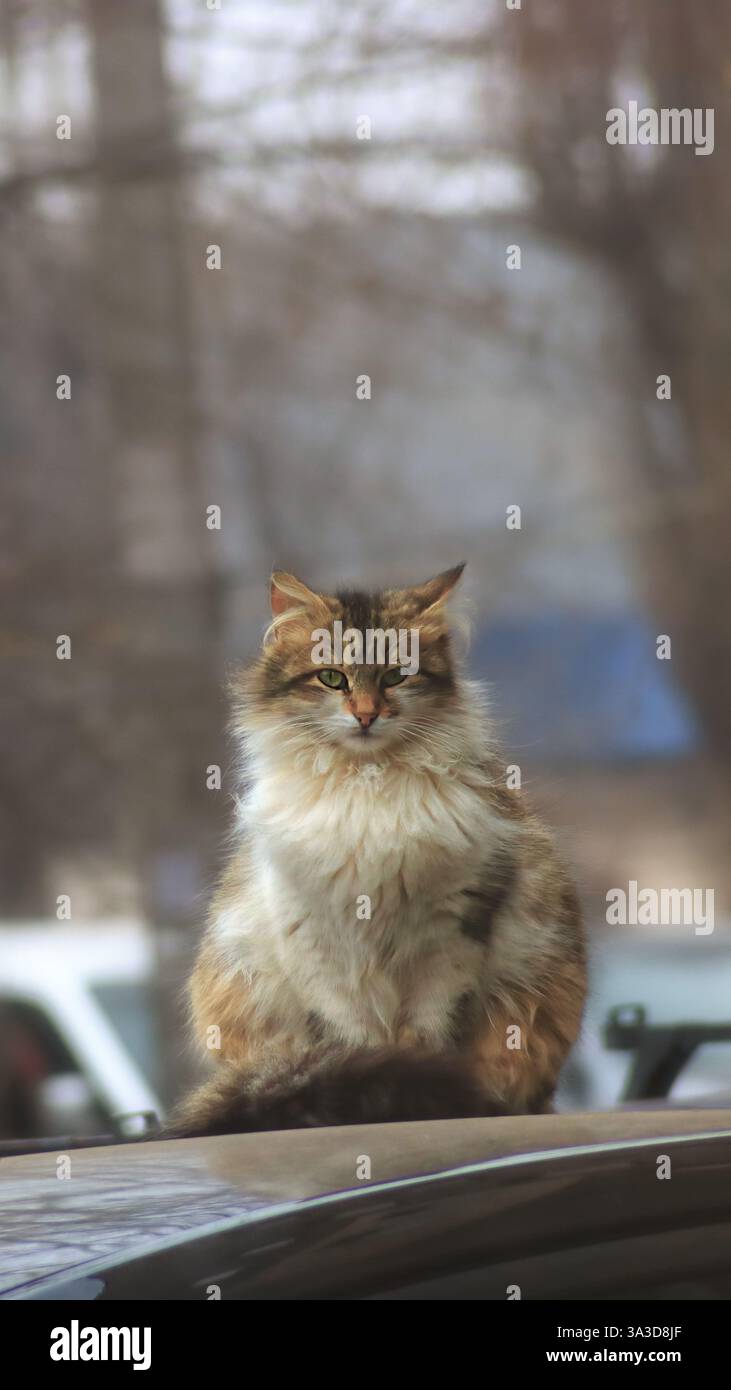 Ruhe in den Augen einer Katze, die auf dem Dach eines Autos sitzt Stockfoto