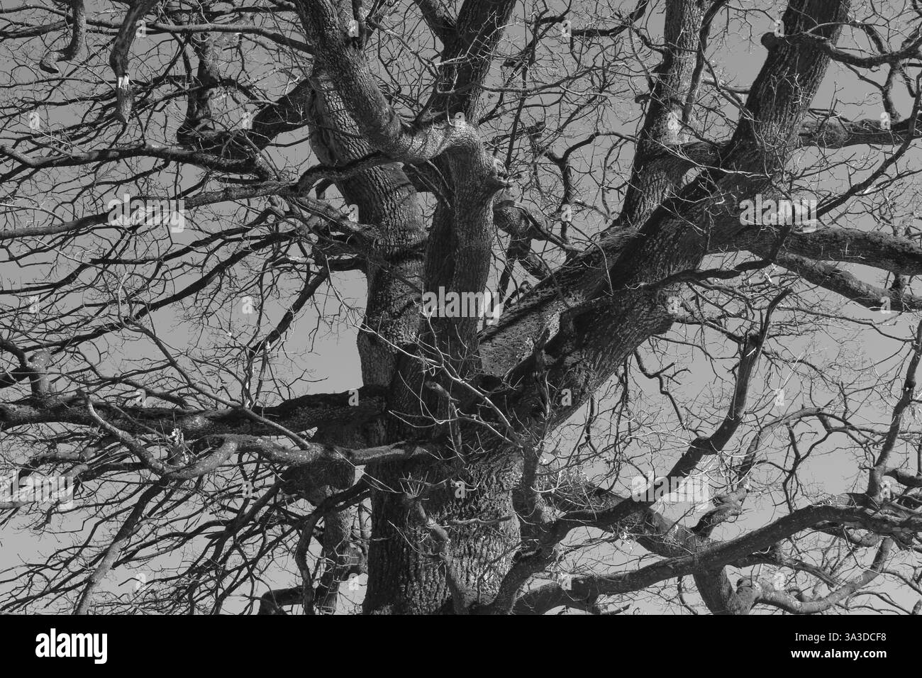 Majestätischer, blattloser Baum mit komplexen Zweigen in Schwarz und weiß – kontrastreiche Naturszene, perfekt für Hintergründe und Drucke. Stockfoto