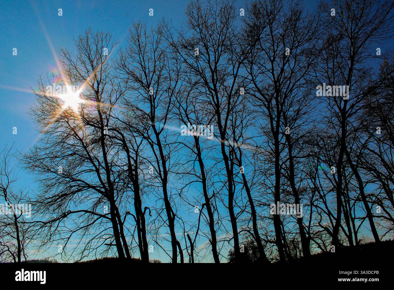 Majestätischer, blattloser Baum mit komplizierten Zweigen, die sich vor einem tiefblauen Himmel bilden – kontrastreiche Naturszene, perfekt für Hintergründe und Drucke. Stockfoto