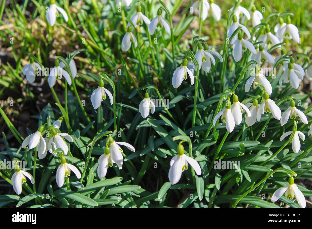 Zarte Schneeglöckchen blühen im Frühjahr – Ein Symbol für Erneuerung, Hoffnung und Erwachen der Natur, perfekt für saisonale und botanische Dekorationen. Stockfoto