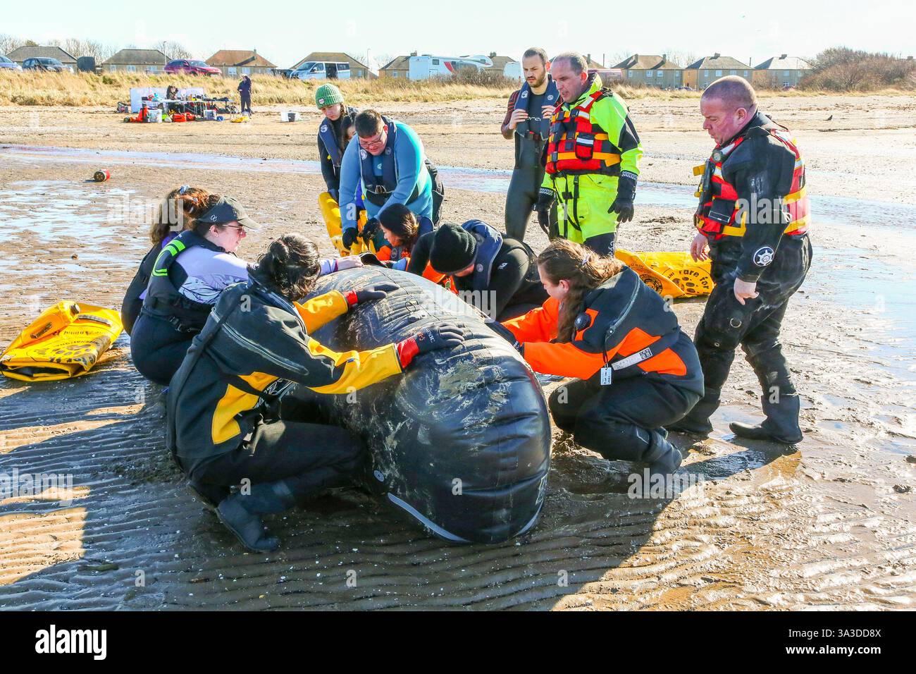 Barassie Beach, Ayrshire, Schottland, Großbritannien. Barassie, Großbritannien. März 2025. Mitglieder der British Divers Marine Life Rescue (BDMLR) hielten am Barassie Beach am Firth of Clyde, Ayrshire, Schottland, Großbritannien, ein Training für Freiwillige und Veterinärstudenten, um mit Delfinen und Walen umzugehen und sie zu retten. Die Sitzung beinhaltete ein praktisches Training mit aufblasbaren Meerestieren in lebensgroßer Größe. Quelle: Findlay/Alamy Live News Stockfoto Barassie Beach, Ayrshire, Schottland, Großbritannien. Barassie, Großbritannien. März 2025. Mitglieder der British Divers Marine Life Rescue (BDMLR) hielten am Barassie Beach am Firth of Clyde, Ayrshire, Schottland, Großbritannien, ein Training für Freiwillige und Veterinärstudenten, um mit Delfinen und Walen umzugehen und sie zu retten. Die Sitzung beinhaltete ein praktisches Training mit aufblasbaren Meerestieren in lebensgroßer Größe. Quelle: Findlay/Alamy Live News Stockfoto