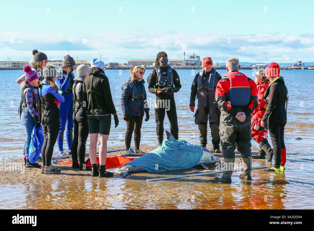 Barassie Beach, Ayrshire, Schottland, Großbritannien. Barassie, Großbritannien. März 2025. Mitglieder der British Divers Marine Life Rescue (BDMLR) hielten am Barassie Beach am Firth of Clyde, Ayrshire, Schottland, Großbritannien, ein Training für Freiwillige und Veterinärstudenten, um mit Delfinen und Walen umzugehen und sie zu retten. Die Sitzung beinhaltete ein praktisches Training mit aufblasbaren Meerestieren in lebensgroßer Größe. Quelle: Findlay/Alamy Live News Stockfoto Barassie Beach, Ayrshire, Schottland, Großbritannien. Barassie, Großbritannien. März 2025. Mitglieder der British Divers Marine Life Rescue (BDMLR) hielten am Barassie Beach am Firth of Clyde, Ayrshire, Schottland, Großbritannien, ein Training für Freiwillige und Veterinärstudenten, um mit Delfinen und Walen umzugehen und sie zu retten. Die Sitzung beinhaltete ein praktisches Training mit aufblasbaren Meerestieren in lebensgroßer Größe. Quelle: Findlay/Alamy Live News Stockfoto