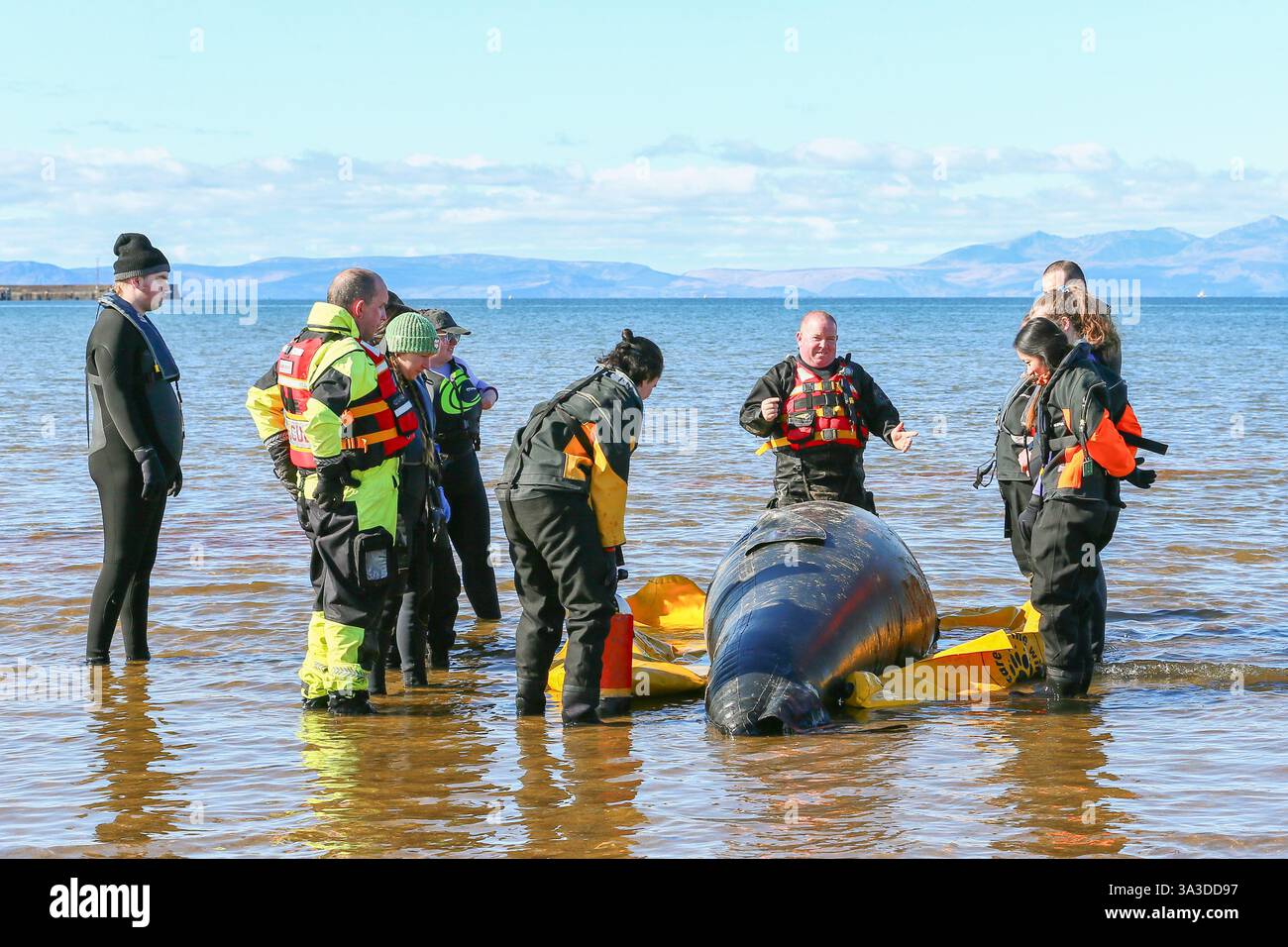 Barassie Beach, Ayrshire, Schottland, Großbritannien. Barassie, Großbritannien. März 2025. Mitglieder der British Divers Marine Life Rescue (BDMLR) hielten am Barassie Beach am Firth of Clyde, Ayrshire, Schottland, Großbritannien, ein Training für Freiwillige und Veterinärstudenten, um mit Delfinen und Walen umzugehen und sie zu retten. Die Sitzung beinhaltete ein praktisches Training mit aufblasbaren Meerestieren in lebensgroßer Größe. Quelle: Findlay/Alamy Live News Stockfoto Barassie Beach, Ayrshire, Schottland, Großbritannien. Barassie, Großbritannien. März 2025. Mitglieder der British Divers Marine Life Rescue (BDMLR) hielten am Barassie Beach am Firth of Clyde, Ayrshire, Schottland, Großbritannien, ein Training für Freiwillige und Veterinärstudenten, um mit Delfinen und Walen umzugehen und sie zu retten. Die Sitzung beinhaltete ein praktisches Training mit aufblasbaren Meerestieren in lebensgroßer Größe. Quelle: Findlay/Alamy Live News Stockfoto