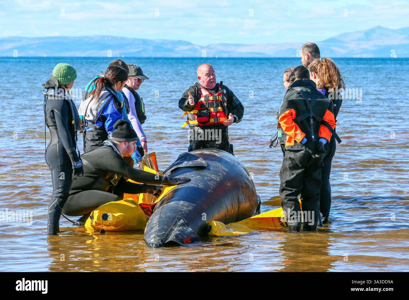 Barassie Beach, Ayrshire, Schottland, Großbritannien. Barassie, Großbritannien. März 2025. Mitglieder der British Divers Marine Life Rescue (BDMLR) hielten am Barassie Beach am Firth of Clyde, Ayrshire, Schottland, Großbritannien, ein Training für Freiwillige und Veterinärstudenten, um mit Delfinen und Walen umzugehen und sie zu retten. Die Sitzung beinhaltete ein praktisches Training mit aufblasbaren Meerestieren in lebensgroßer Größe. Quelle: Findlay/Alamy Live News Stockfoto Barassie Beach, Ayrshire, Schottland, Großbritannien. Barassie, Großbritannien. März 2025. Mitglieder der British Divers Marine Life Rescue (BDMLR) hielten am Barassie Beach am Firth of Clyde, Ayrshire, Schottland, Großbritannien, ein Training für Freiwillige und Veterinärstudenten, um mit Delfinen und Walen umzugehen und sie zu retten. Die Sitzung beinhaltete ein praktisches Training mit aufblasbaren Meerestieren in lebensgroßer Größe. Quelle: Findlay/Alamy Live News Stockfoto