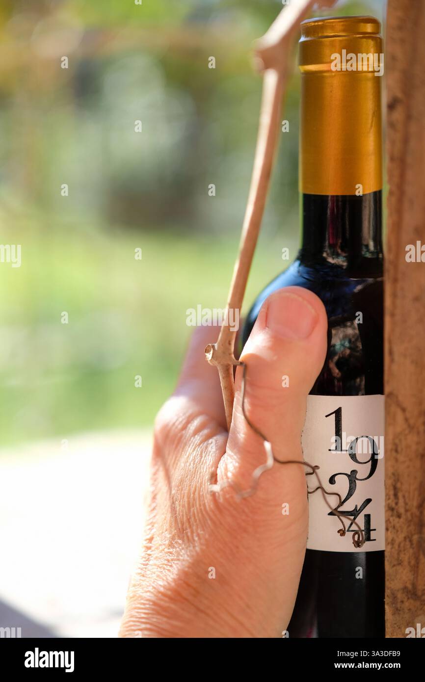 Konzeptuelles Symbol einer Weinflasche des neuen Jahrgangs 1924 in der Hand eines Winzers. Die getrocknete Rebe wird um die Hand und die Flasche gewickelt. Stockfoto