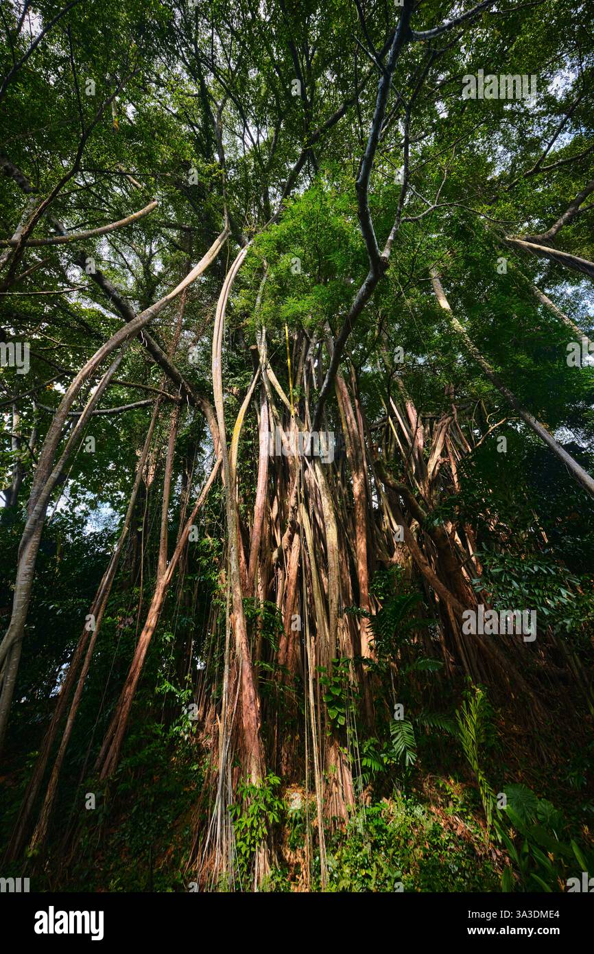 Singapur - 13. August 2024: Riesenbaum im Fort Canning Park Stockfoto