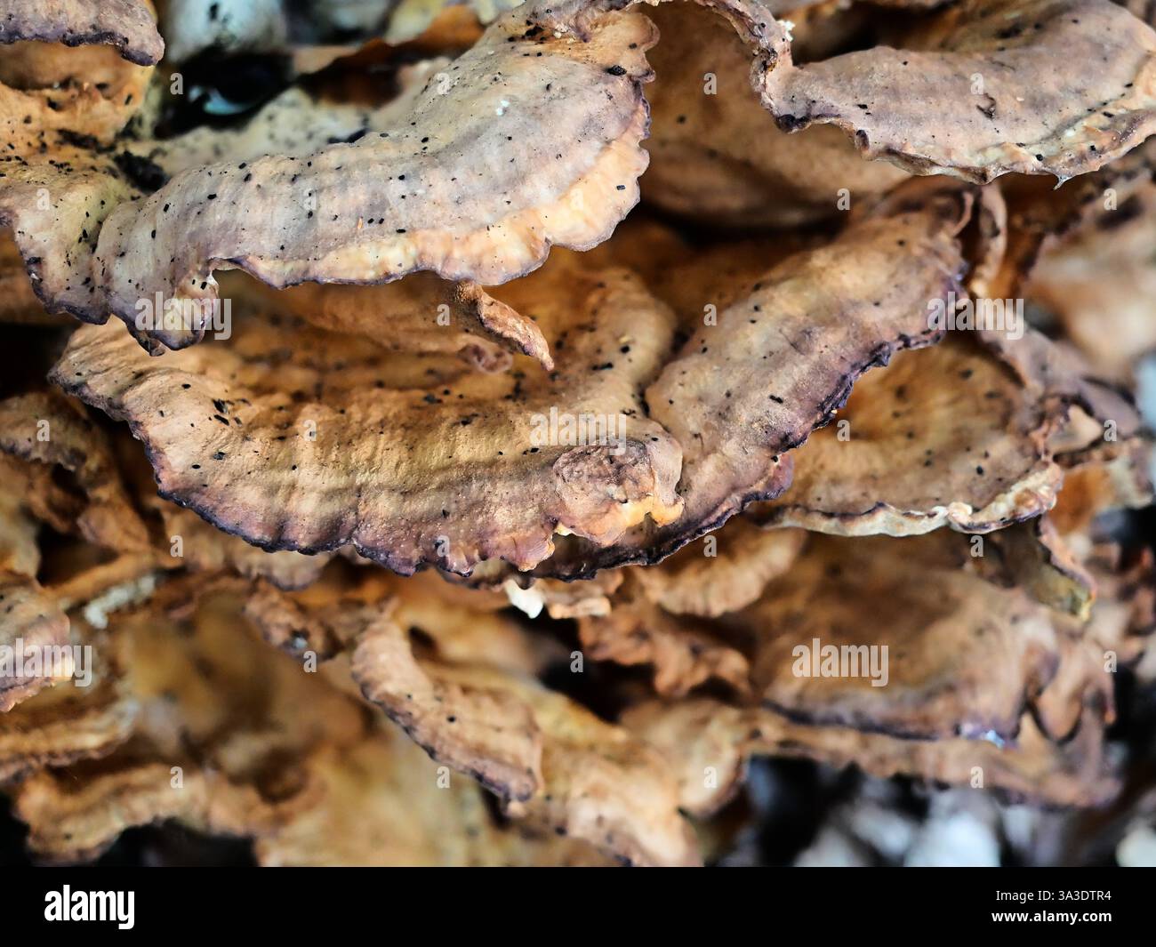 Die Giant Polypore kommt vor allem in Laub- und Mischwäldern vor, wo sie auf verfallenen Baumstämmen wächst. Stockfoto