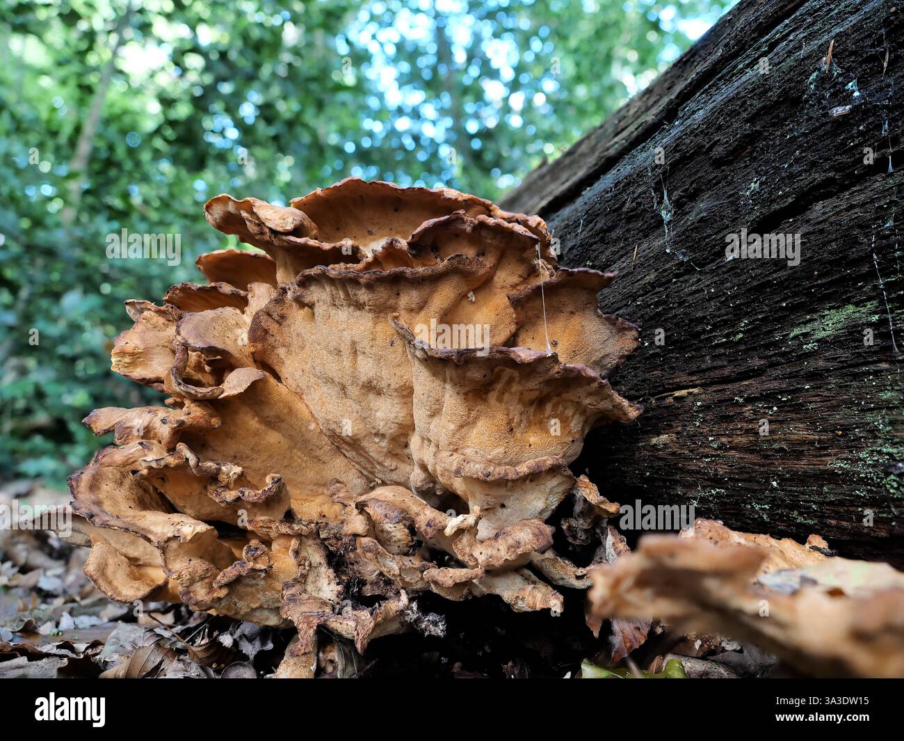 Die Giant Polypore kommt vor allem in Laub- und Mischwäldern vor, wo sie auf verfallenen Baumstämmen wächst. Stockfoto