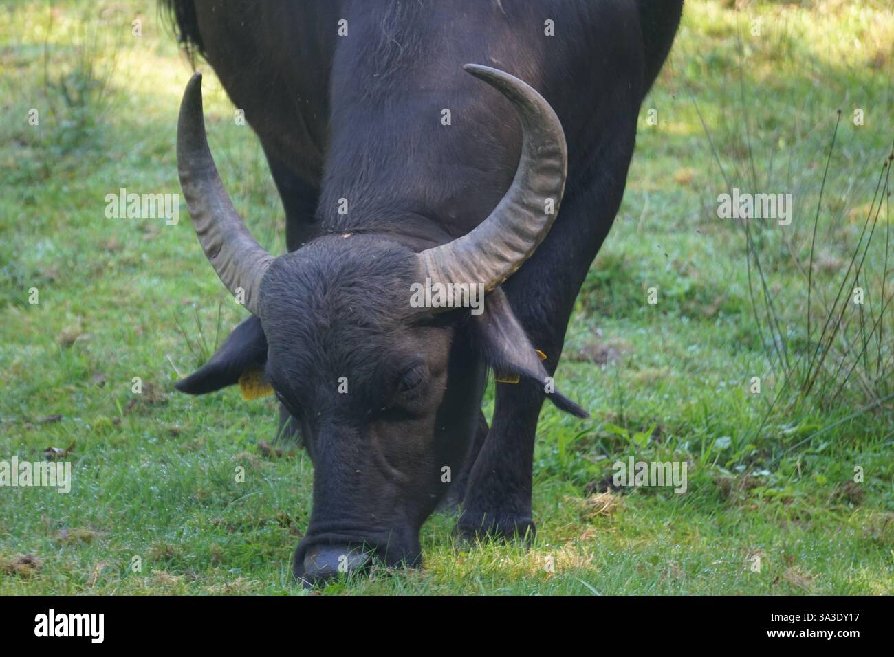 Nahaufnahme eines dunklen schwarzen Wildwasserbüffelbullen mit massiven Hörnern, die auf einer grünen Weide grasen. Stockfoto