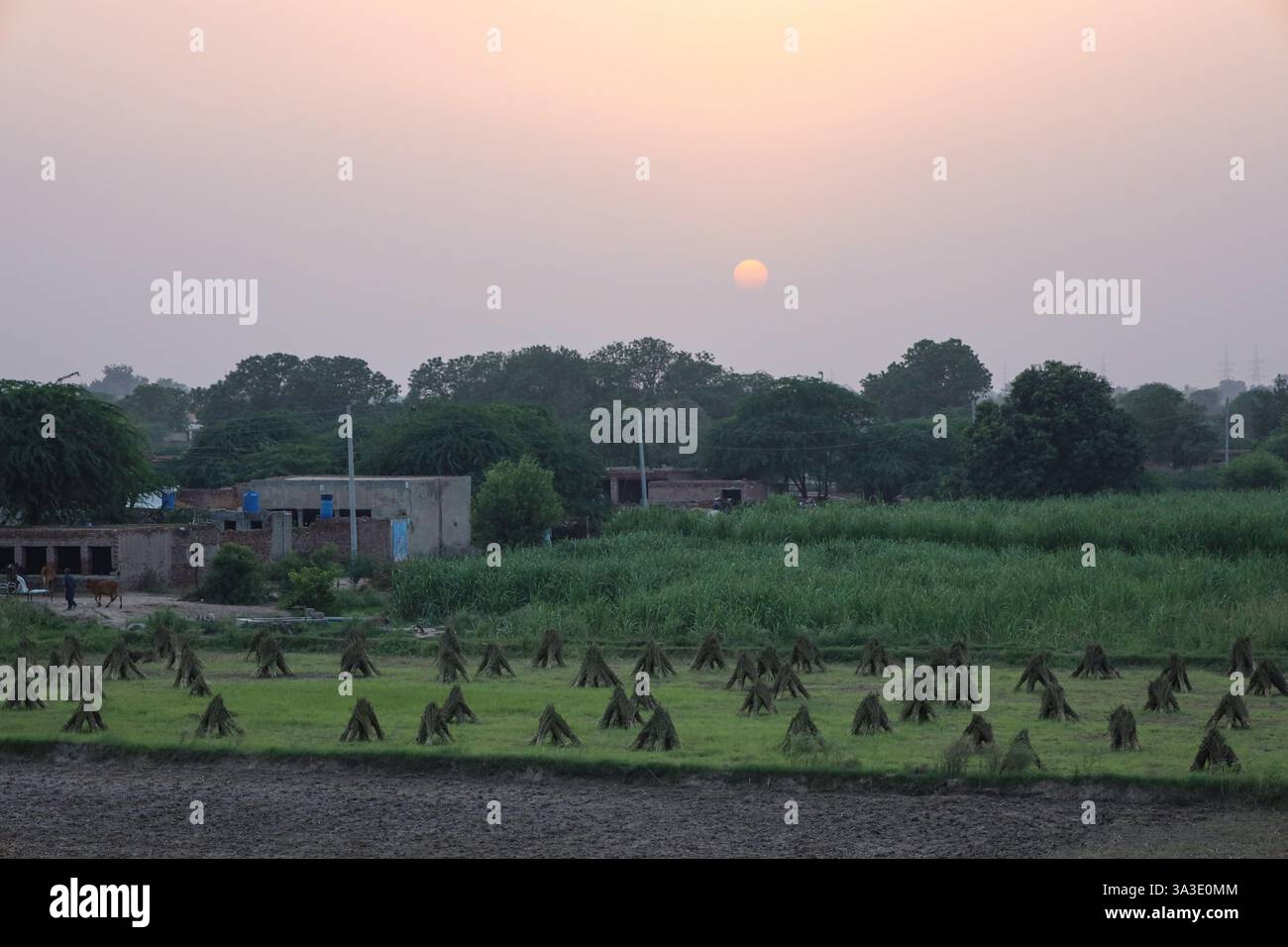 Sonnenuntergang über Pakistans Provinz Punjab. Felder, Häuser und Himmel in Dämmertönen. Stockfoto