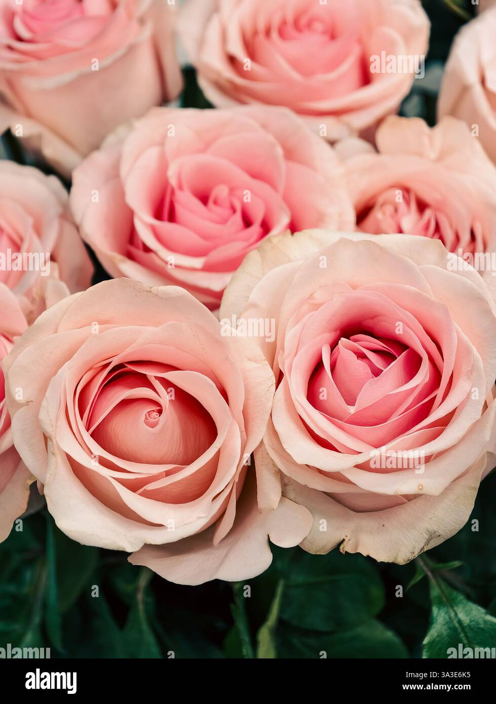 Atemberaubende hellrosa Rosen aus nächster Nähe – seltene florale Schönheit, leuchtende Blütenblätter, weiche Töne, exotische Blumen, romantischer Blumenstrauß, luxuriöse Blüten, hellrosa Rosen vor einem floralen Hintergrund Stockfoto