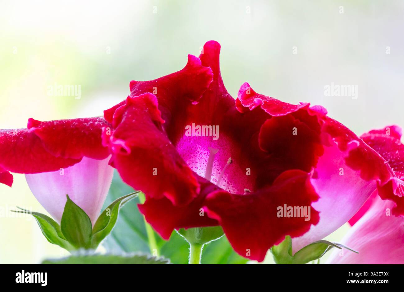 Nahaufnahme von hellroten Gloxinia-Blüten mit samtigen Blütenblättern und weißem gesprenkelten Hals. Die zarte Blume ist umgeben von üppig grünen Blättern in einem Zimmer Stockfoto