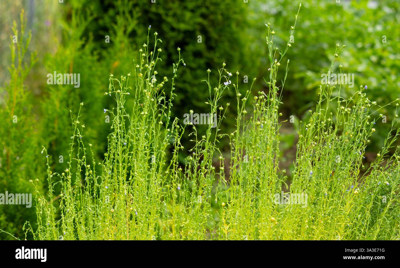 Schöne lila Blüten von gewöhnlichem Flachs, sowie ungeöffnete Flachsblüten Stockfoto