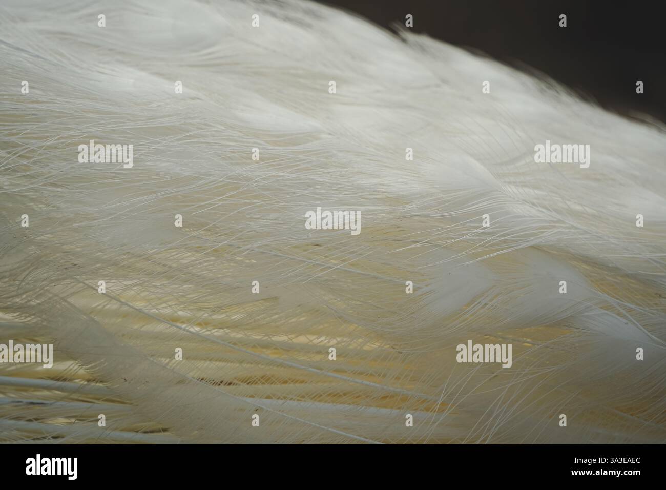 Die sanfte Textur und das sanfte Licht verleihen Eleganz. Dieses Bild ist eine perfekte Darstellung der Gnade der Natur. Die feine Struktur des Weißen Stockfoto