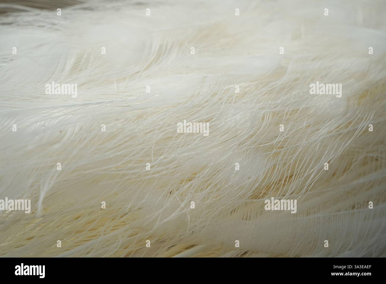 Die feine Struktur der weißen Federn wird in atemberaubender Detailtreue erfasst. Die sanfte Textur und das sanfte Licht verleihen Eleganz. Dieses Bild ist ein Stockfoto
