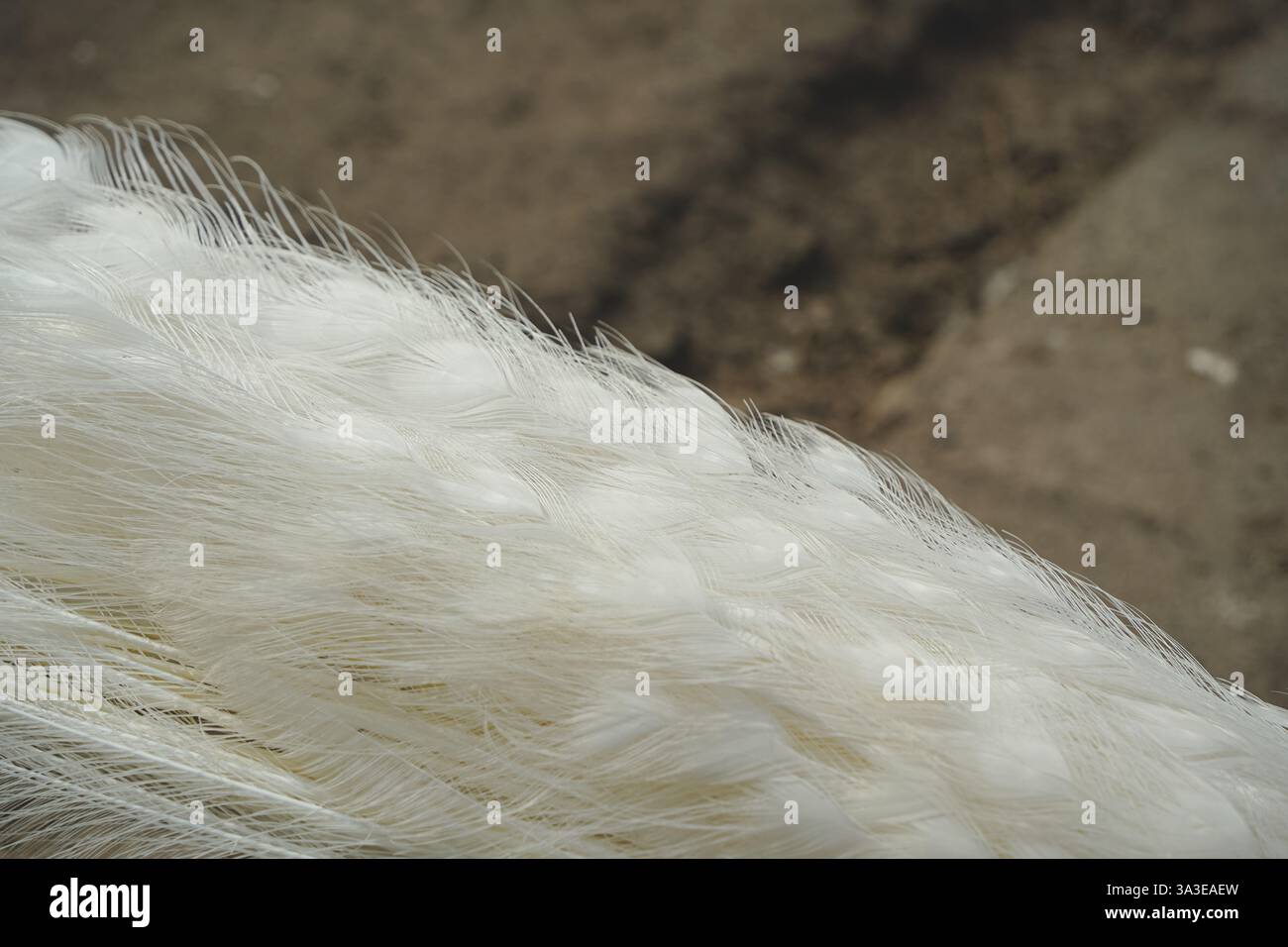 Die sanfte Textur und das sanfte Licht verleihen Eleganz. Dieses Bild ist eine perfekte Darstellung der Gnade der Natur. Die feine Struktur des Weißen Stockfoto