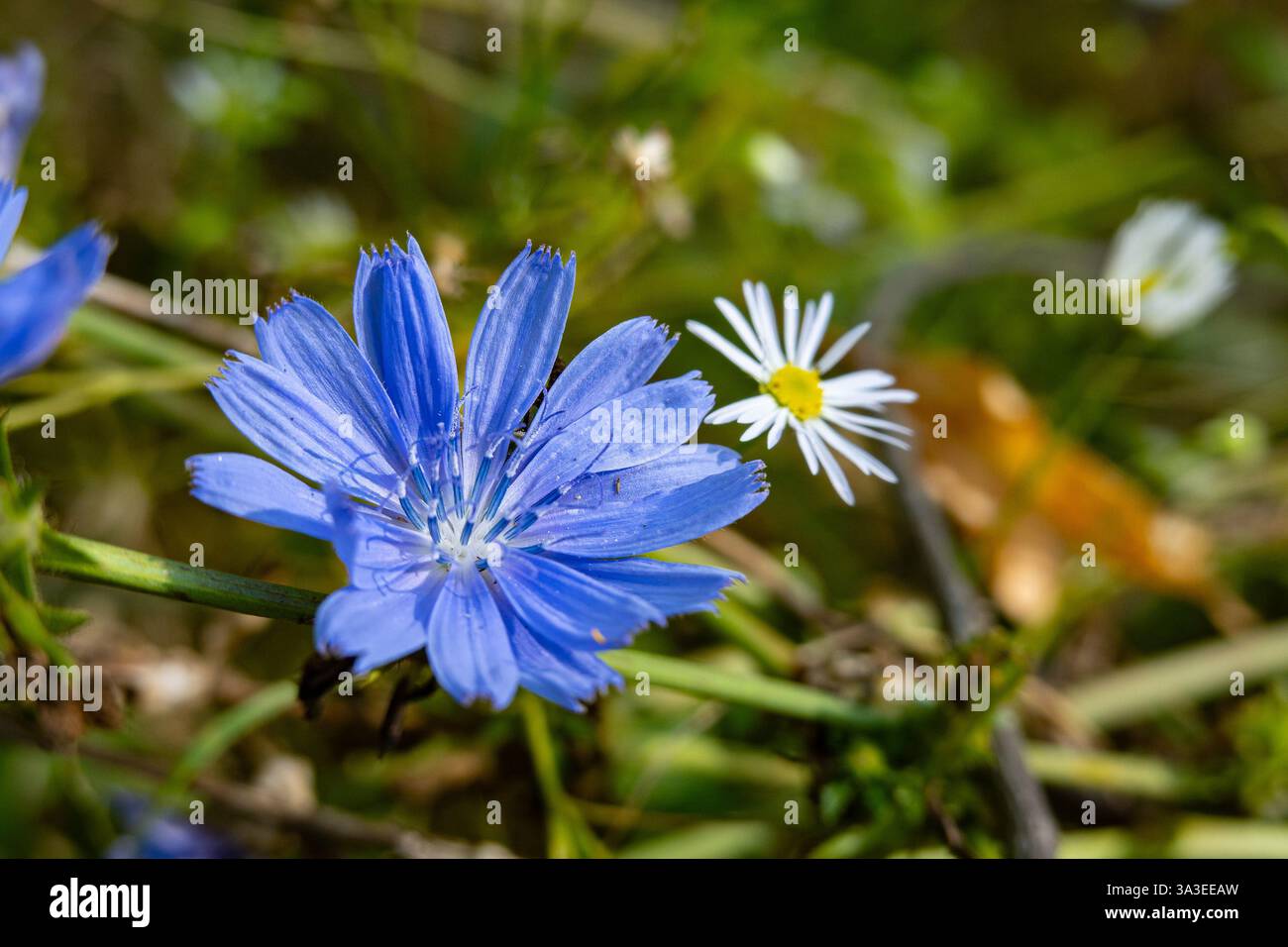 Die Blume der Blauen Zichorien (Cichorium intybus) auf grüner Wiese Stockfoto