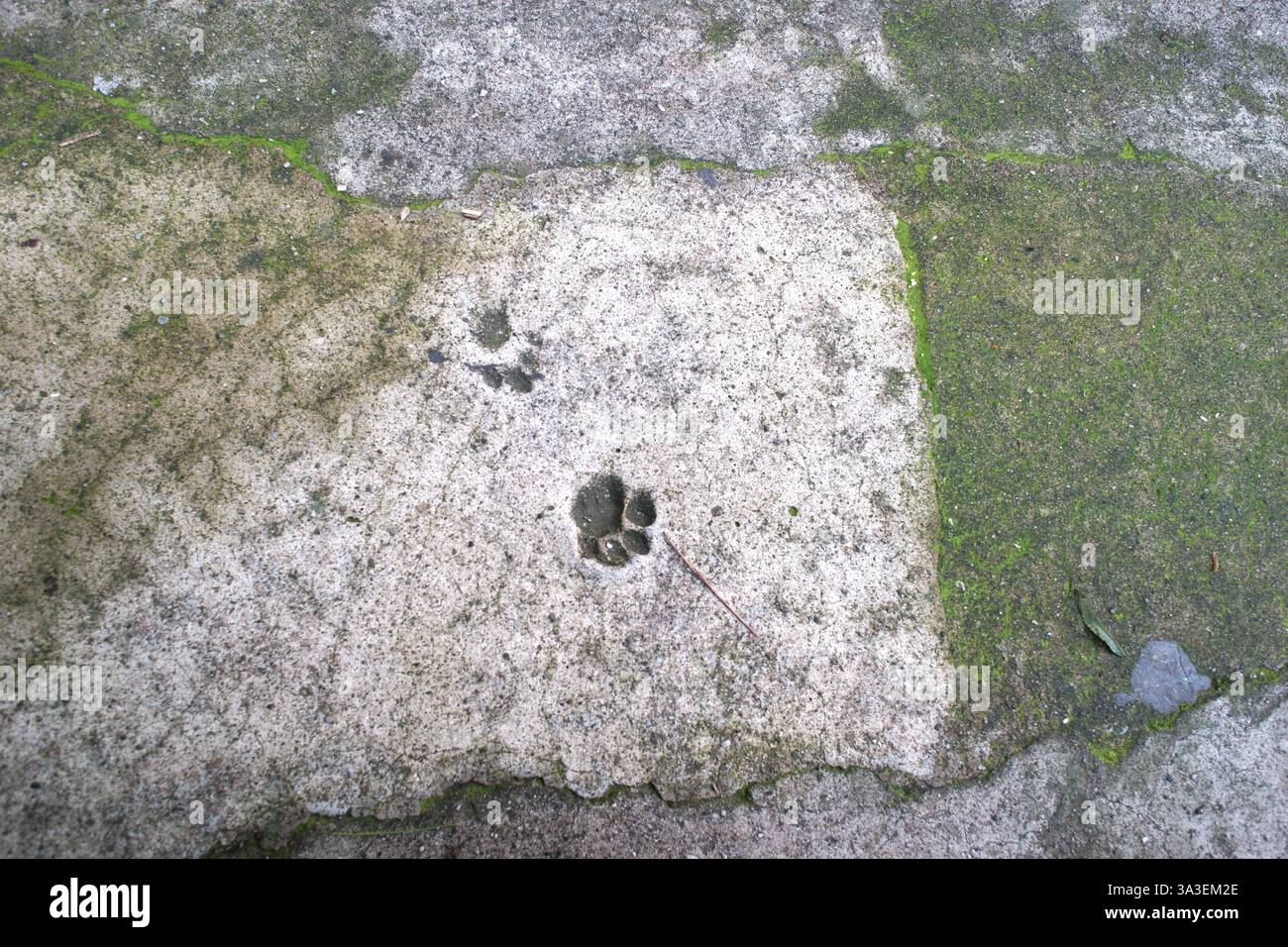 Cat Pfow-Abdrücke, die in einen Betonweg eingeprägt sind. Hintergrundbild für Tierspuren. Beschädigter Zementboden. Stockfoto