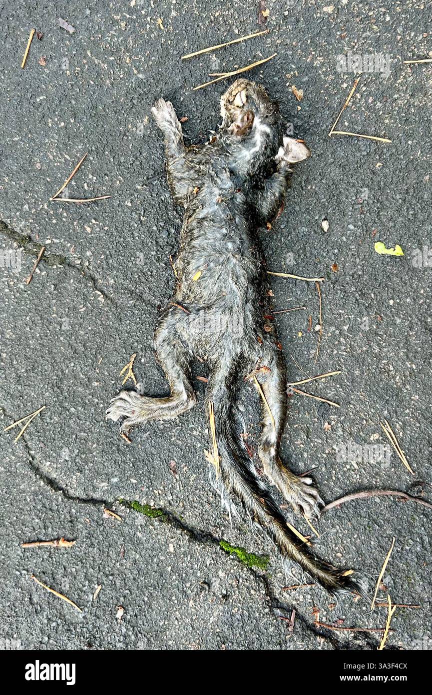 Die tote Eichhörnchen-Leiche ertrank in einer Flut Stockfoto