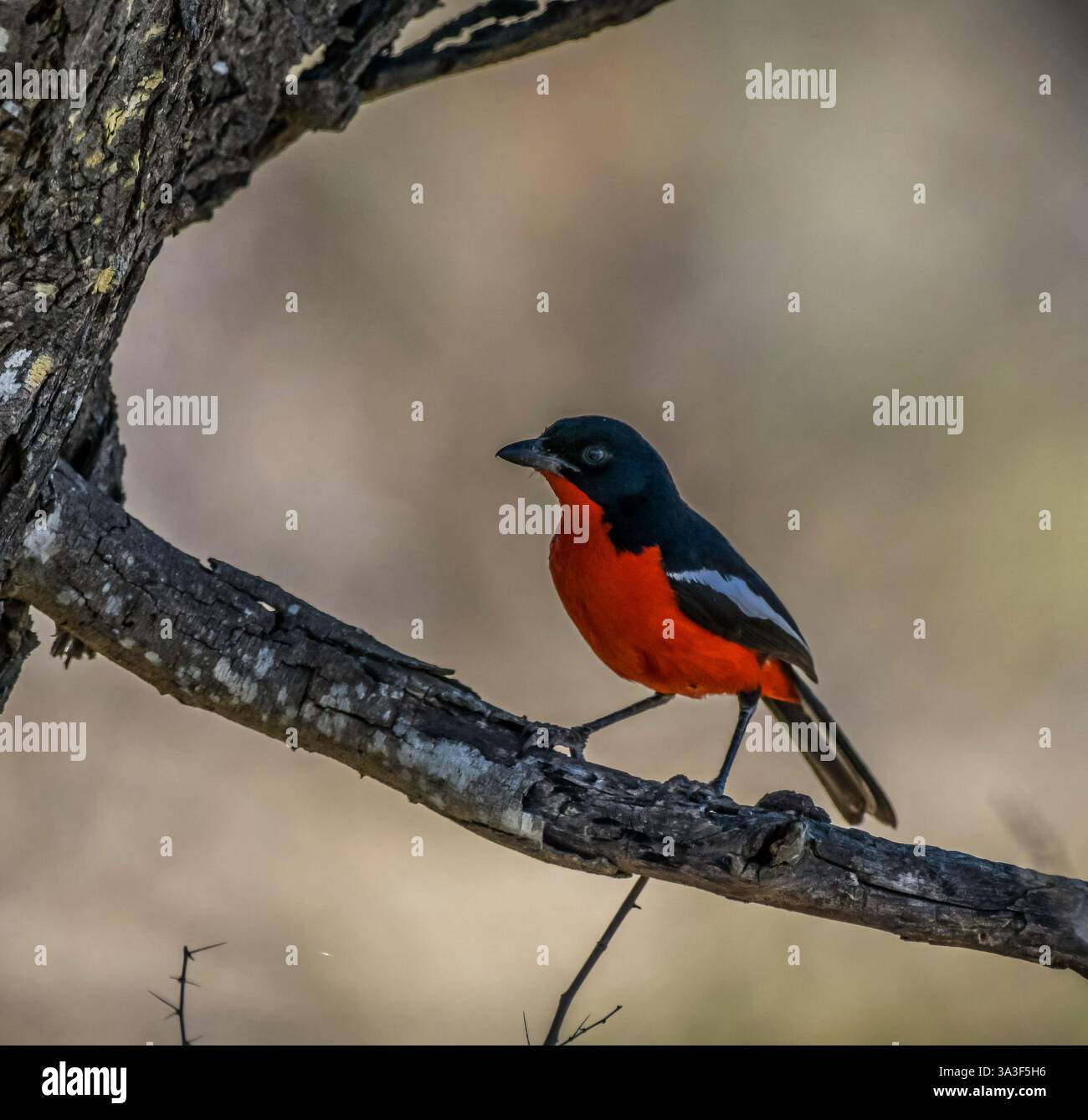 Crimson-Brüste, Shrike, die auf einem Baum in Afrika abgespült wurde Stockfoto
